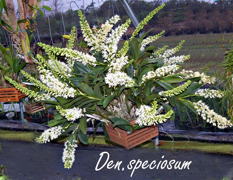 Den. speciosum XXL 5000 FLOWERS